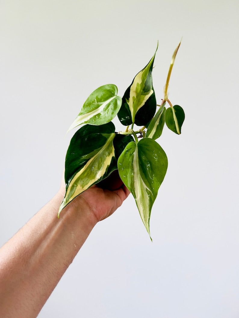 Philodendron Cream Splash Live Plant 3” Pot - Rare Aroid Philodendron Hederaceum 'Cream Splash' with Variegated Leaves