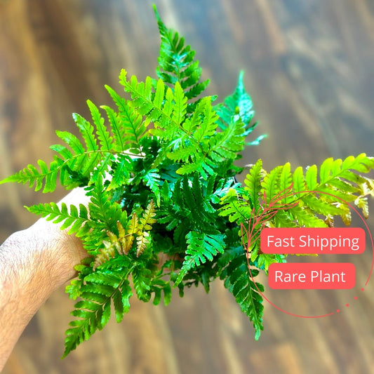 Autumn Fern Starter Plant | 4" Indoor Houseplant | Low Maintenance Fern | Dryopteris erythrosora