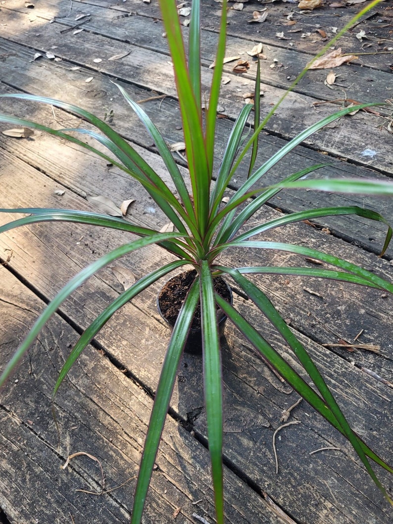 Madagascar Dragon Plant - 10-13 Inches - Dracaena Marginata - Evergreen Indoor Houseplant with Air-Purifying Qualities