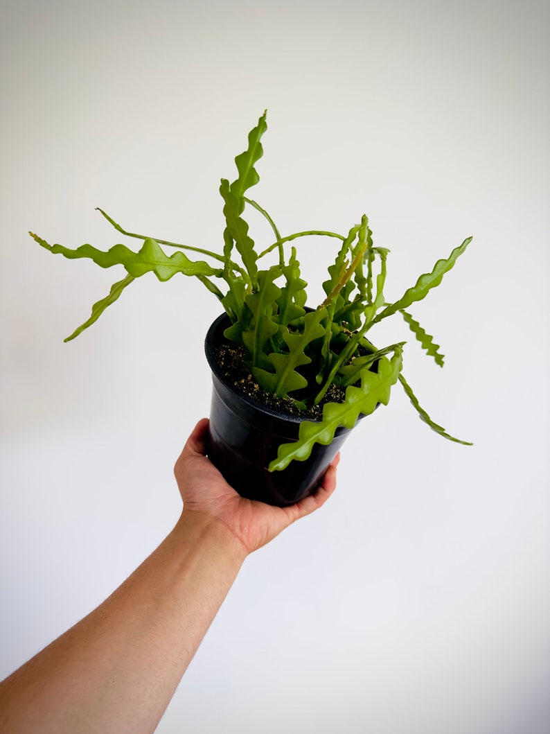 Fishbone Cactus 6” Pot - Ric Rac Cactus - Epiphyllum anguliger - Zig Zag Plant for Bohemian Decor - Low Maintenance Houseplant