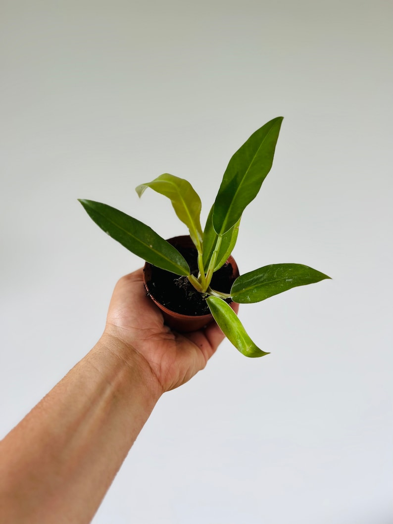 Philodendron Jungle Boogie Starter Plant - 3” Pot - Serrated Leaves - Rare Aroid (Philodendron 'Jungle Boogie')