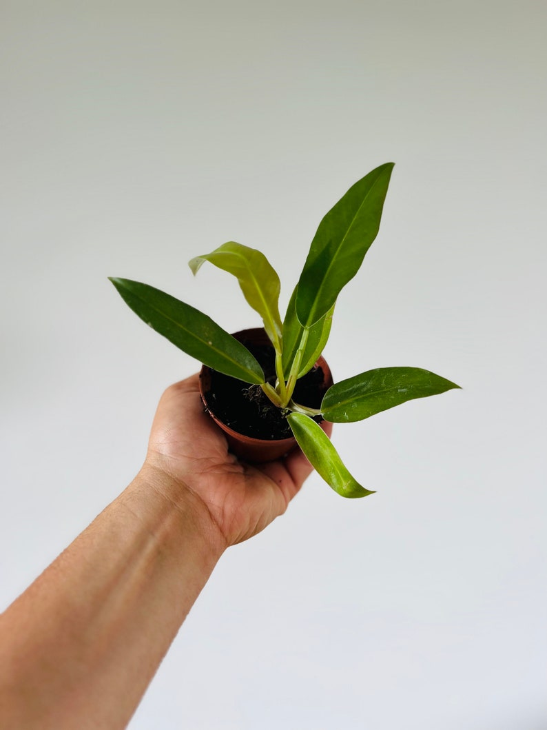 philodendron tiger tooth plant Philodendron Tiger's Tooth Starter Plant - 3" Pot - Serrated Leaves - Rare  Aroid