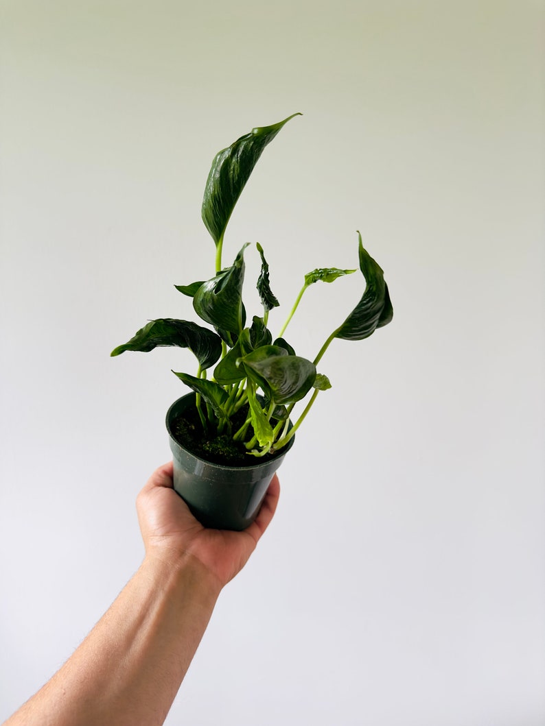 Live Houseplant - 4” Pot - Epipremnum Shangri La - Unique Kale-Shaped Leaves - Rare Indoor Plant - Perfect for Bright Indirect Light