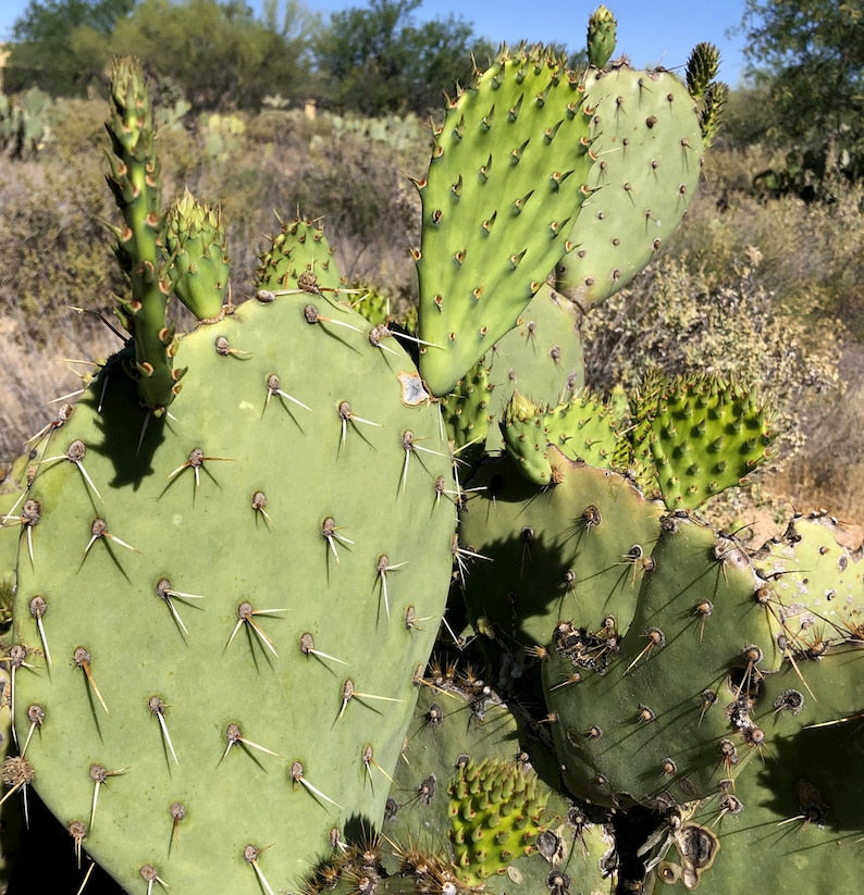 Engelmann Prickly Pear Cactus Seeds 20 Pack Opuntia Engelmannii - Hardy Desert Plant for Gardening and Landscaping