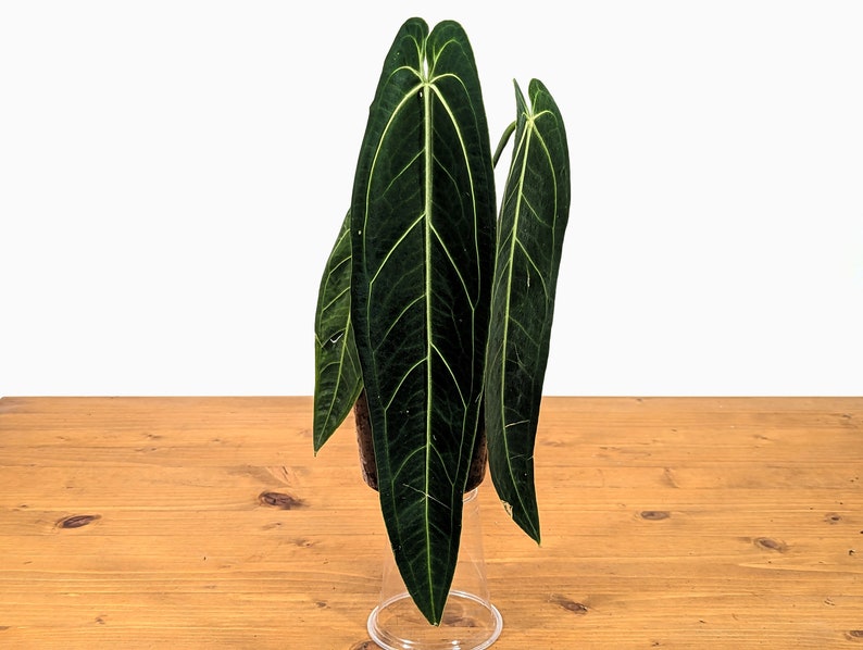 Anthurium Warocqueanum Queen Plant - Fully Rooted - Tropical Houseplant - Anthurium waroqueanum - USA Seller