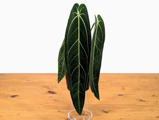 Anthurium Warocqueanum Queen Plant - Fully Rooted - Tropical Houseplant - Anthurium waroqueanum - USA Seller