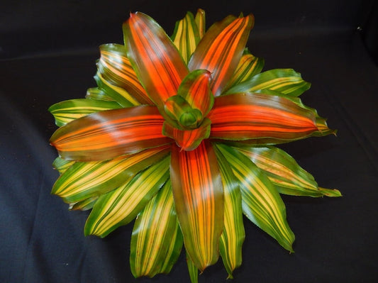 Bromeliad Plant - Neoregelia Orange Crush - Live Tropical Houseplant - Indoor/Outdoor - Pest Inspected - Florida Grown