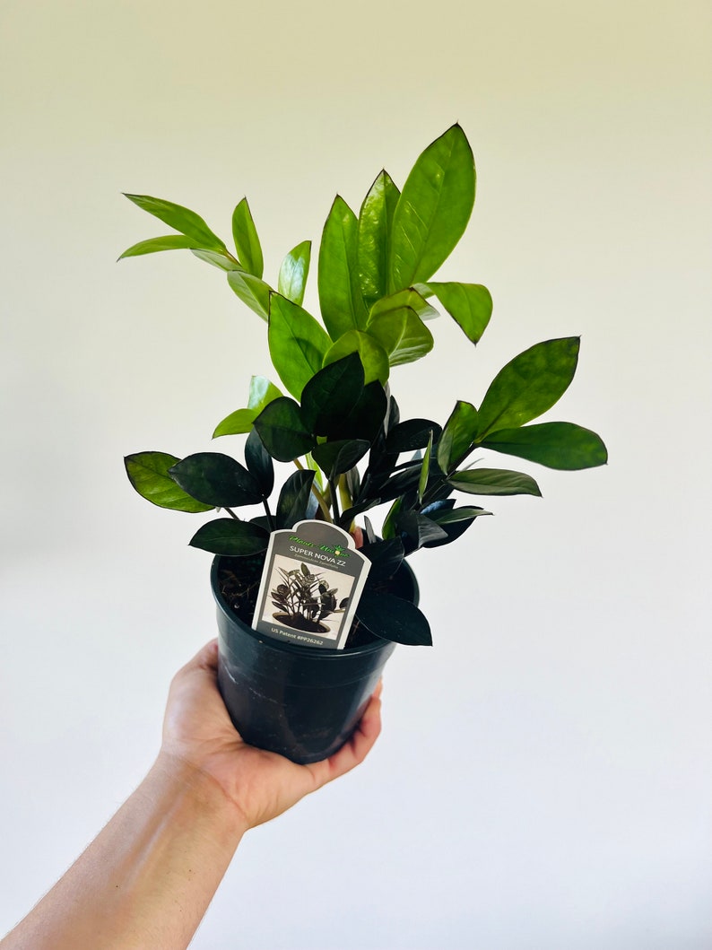 ZZ Super Nova Plant - 5” Pot - Zamioculcas Zamiifolia - Low Light, Easy Care, Drought Tolerant, Air Purifier, Indoor Houseplant