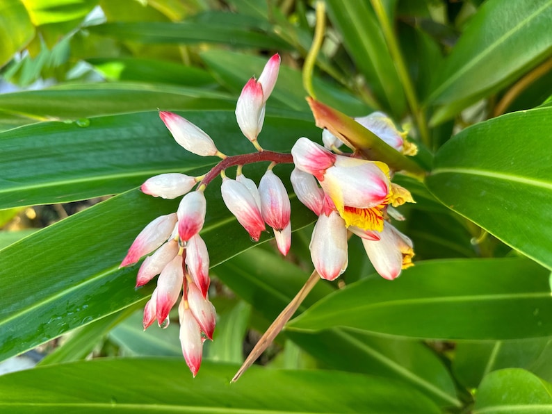 Tropical Plant Rhizome - Shell Ginger - Alpinia Zerumbet - Bare Root - Grows in USDA Zones 8-11 - Ships from Florida