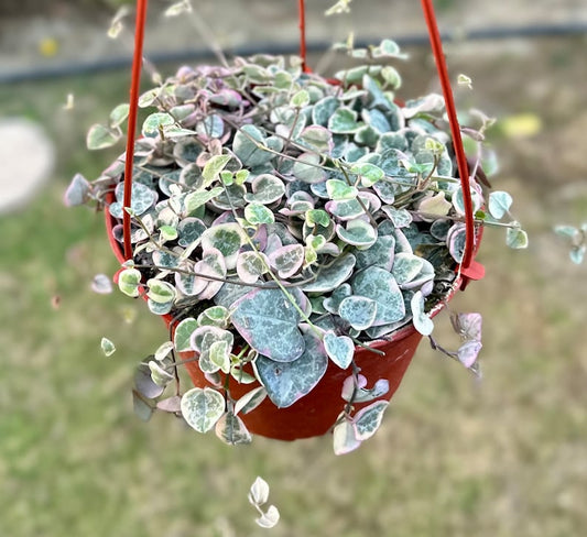 Variegated String of Hearts 2" | Ceropegia Woodii Variegata | Trailing Succulent with Heart-Shaped Leaves