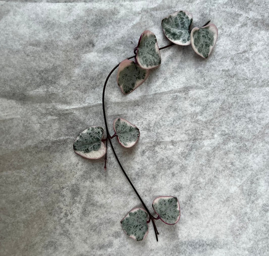 Variegated String of Hearts Cutting - 4 Nodes - Ceropegia woodii Variegata