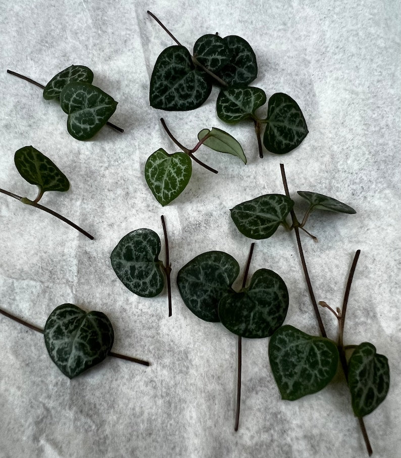String of Hearts Cutting | 10 Nodes | Ceropegia Woodii | Live Plant Cuttings