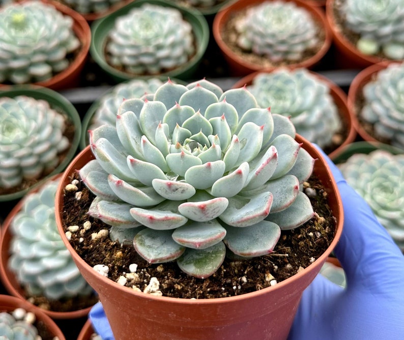 Echeveria Minima 4" Blue Succulent Live Plant Pink Houseplant Echeveria 'Minima' - Compact Rosette for Succulent Collection