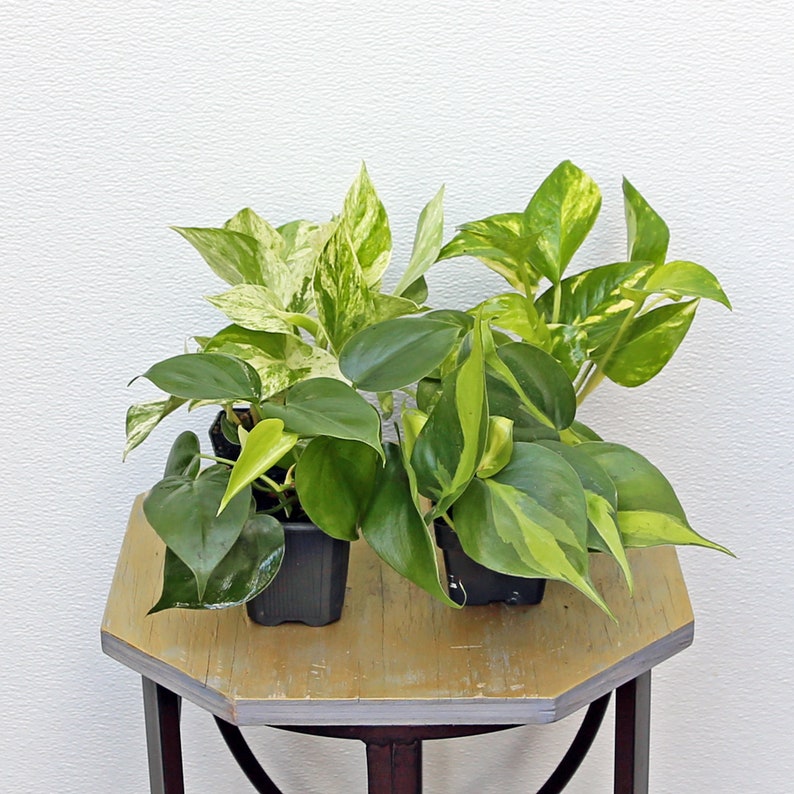 LIVE 3" Pots - 4 Plants Marble Queen Pothos, Golden Pothos, Heartleaf, Brazilian Philodendron - Houseplant Collection