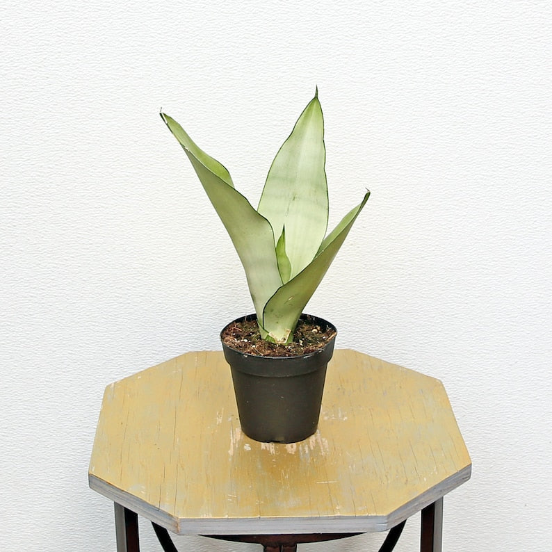LIVE 4 Inch Sansevieria Moonshine, Snake Plant, Rare Houseplant, Indoor Air Purifier, Mother-In-Law's Tongue, Sansevieria