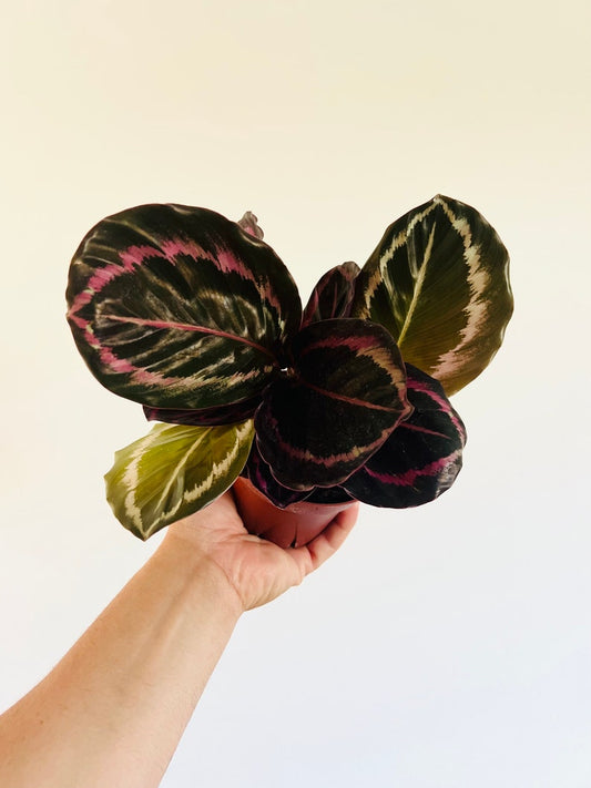 Calathea Black Sun Plant - 4” Pot - Tropical Houseplant with Pink and Black Variegation - Gothic Decor - Live Plant