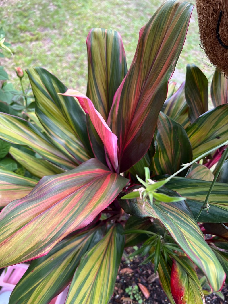 Ti Hawaiian Cordyline Harlequin Live Plant - 12 Inches Tall, Cordyline fruticosa - Shipped in Pot