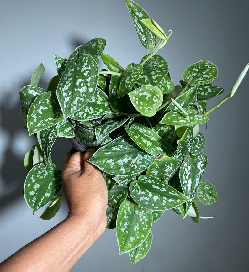 Silver Satin Pothos Plant in 6" Hanging Pot - Scindapsus Pictus Argyraeus - Healthy Silver Pothos Vine for Indoor Décor