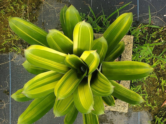 Bromeliad Live Plant - Aechmea Felice - Outdoor Grown - Tropical Houseplant - Indoor Garden Decor