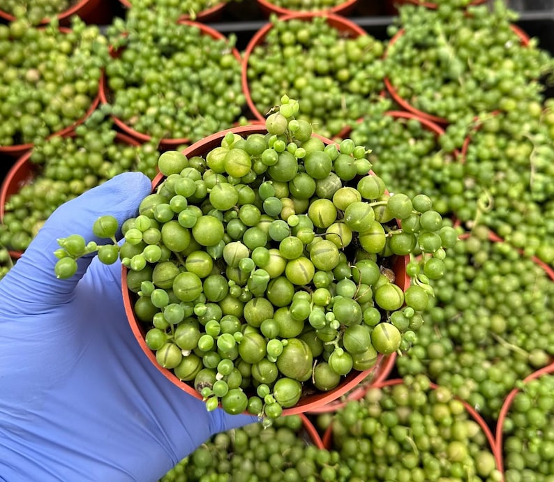 String of Pearls Succulent 4" | Trailing Plant | Senecio Rowleyanus | Easy Care Indoor Greenery