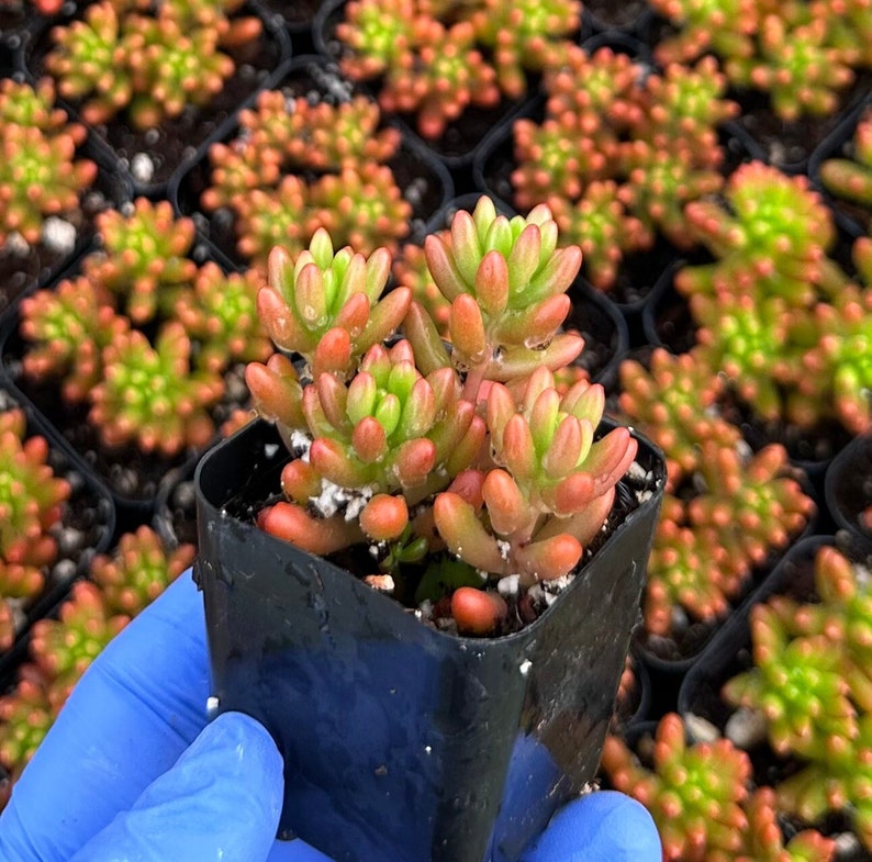 Sedum Jelly Bean Plant 2" | Sedum Rubrotinctum | Colorful Succulent for Easy Care & Propagation