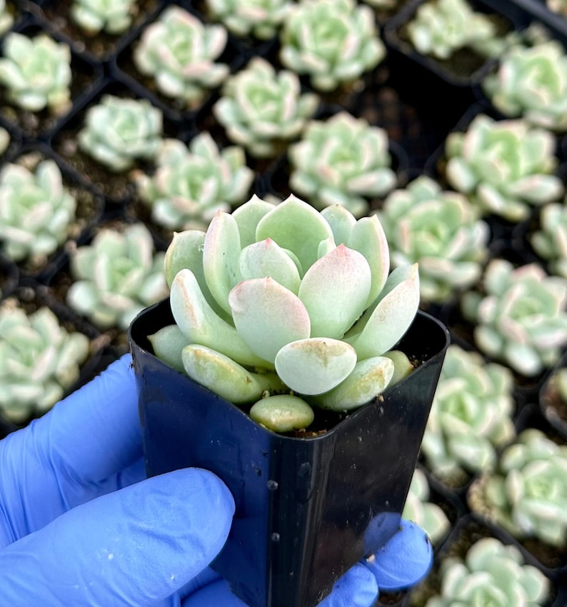 Pachyveria Draco Succulent 2" - Blue-Green & Pink Rosettes - Pachyveria 'Draco' - Easy Care Indoor Plant