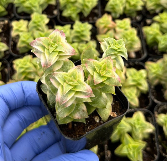 Variegated String of Buttons 2" Succulent - Crassula perforata - Unique Green & Creamy White Variegation, Easy Care Plant