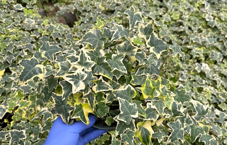 Gold Child Ivy Plant | Trailing Houseplant | English Ivy Variegated | Hedera helix 'Gold Child' | Indoor/Outdoor Decor