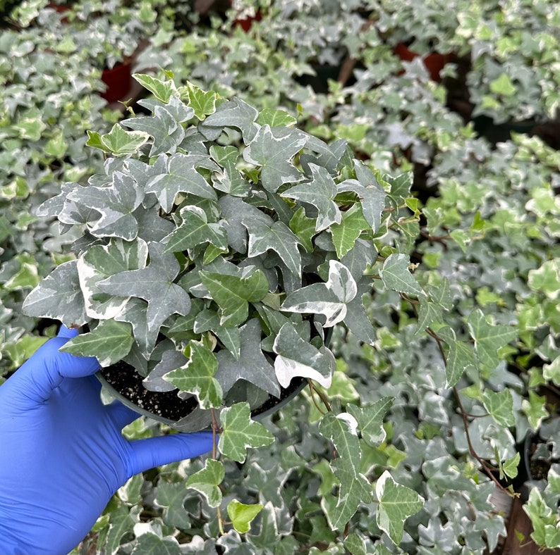 Glacier English Ivy Plant | Trailing Houseplant | Variegated Green & Cream | Hedera helix 'Glacier' | Indoor & Outdoor Decor