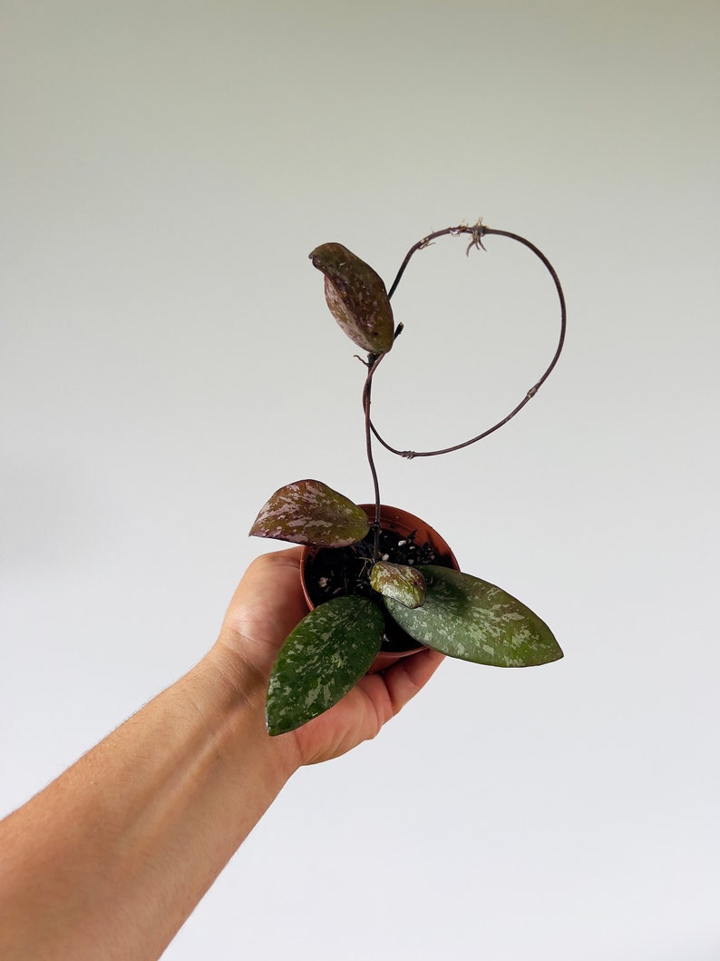 Hoya sp. VL9 - 3” Pot - Splashy Purple Variegated Houseplant - Trailing Hoya with Low Maintenance Care
