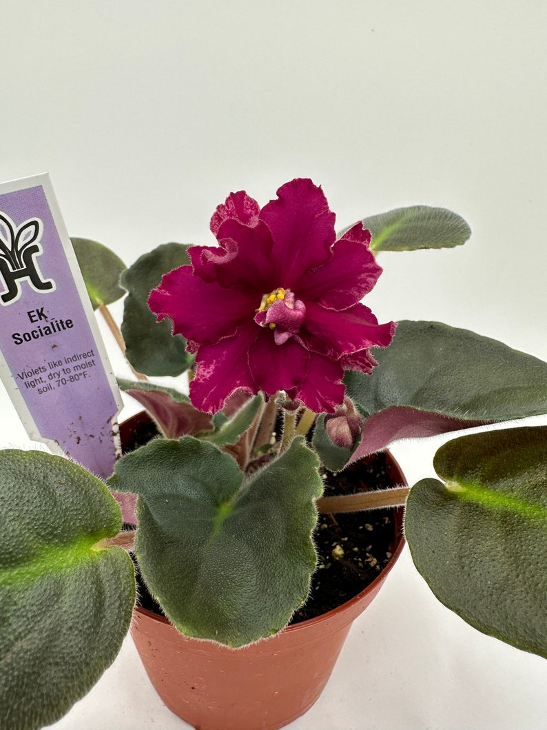 Live African Violet Plant 4" - Ek Socialite - Blooming Variety - Saintpaulia