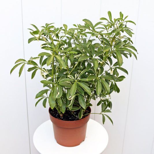Variegated Arboricola Hawaiian Plant - 6” Live Dwarf Schefflera (Hawaiian Dwarf Umbrella Tree) - Indoor Houseplant Gift
