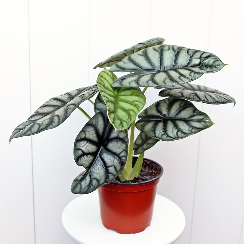 LIVE 6” Alocasia Baginda Silver Dragon Plant, Rare Jewel Alocasia, Elephant Ear, Decorative Houseplant for Home & Office