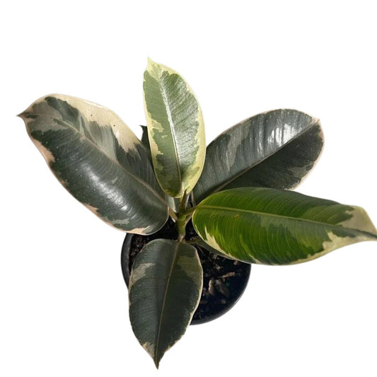 Variegated Rubber Plant 4 Inch - Ficus elastica 'Tineke' - Indoor Tropical Plant - Stunning Green & White Leaves