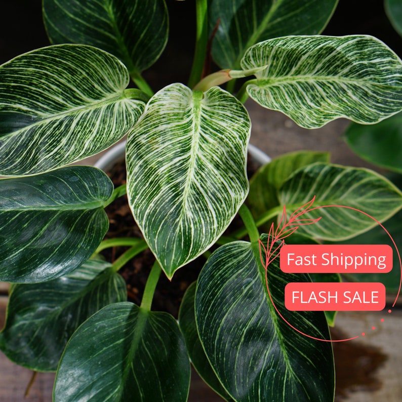 Philodendron Birkin Large Plant | Variegated Indoor Houseplant | Rare Philodendron | Philodendron 'Birkin'