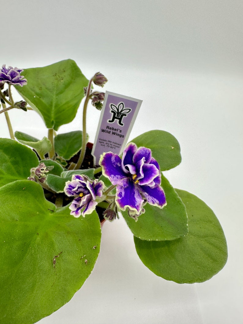 Live African Violet Plant 4" - Blooming African Violet - Saintpaulia