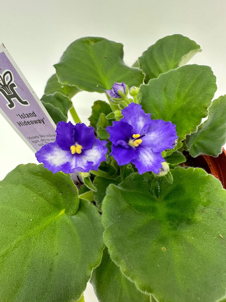 Live African Violet Plant 4" - Island Hideaway - Saintpaulia Ionantha - Blooming Indoor Houseplant