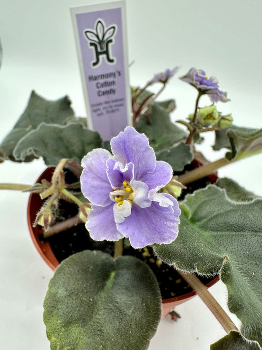 African Violet Plant - 4" Live Harmony's Cotton Candy - Saintpaulia Ionantha - Blooming Indoor Flower