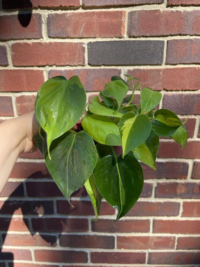 Rare Brazilian Philodendron Vines 4" Pot - Philodendron hederaceum 'Brasil' - Variegated Heartleaf Houseplant