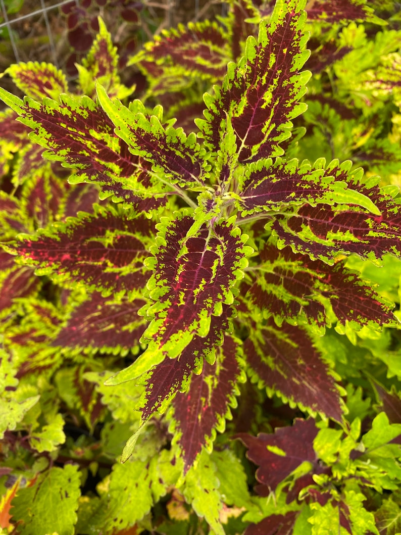 Coleus Live Starter Plant, 3-4" Vibrant Ornamental Foliage, Rare Burgundy & Green Patterns, Solenostemon Scutellarioides