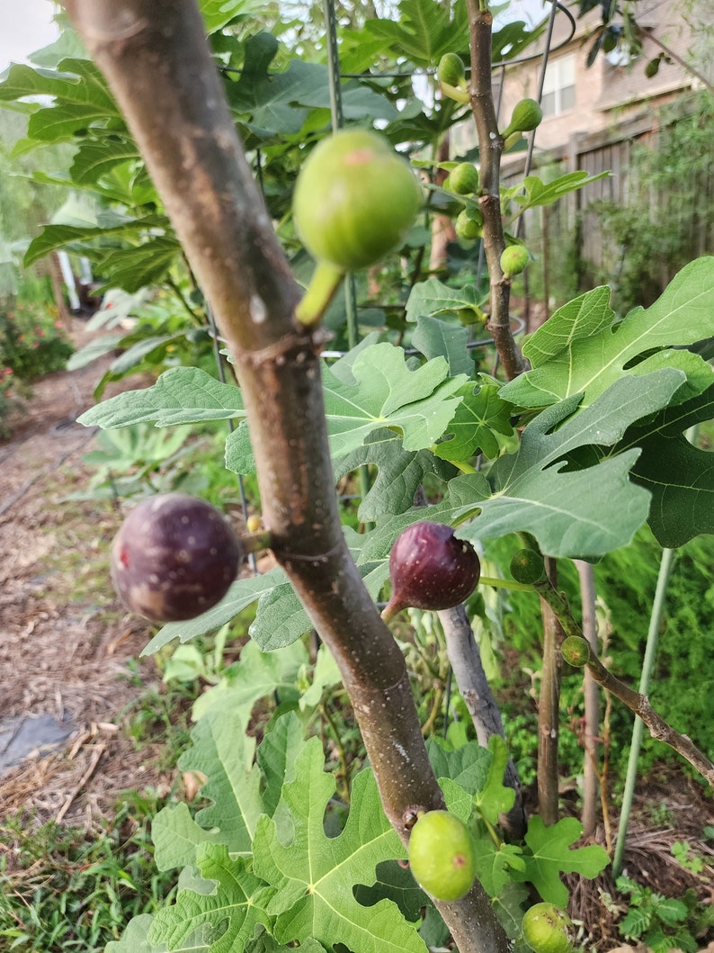 Olympian Fig Tree Cuttings - 4 Unrooted Cuttings - Ficus carica 'Olympian' - Ideal for Propagation and Gardening