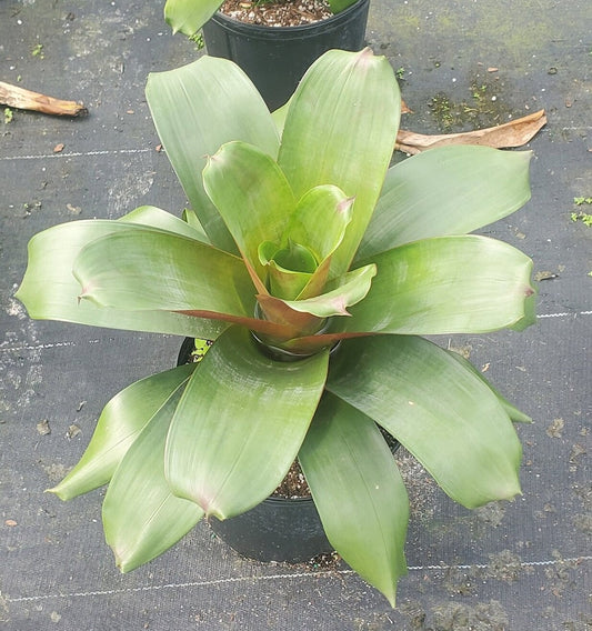 Alcantarea imperialis Bromeliad - Live Plant - Tropical Indoor/Outdoor Plant for Home Decor - Exotic Green Foliage