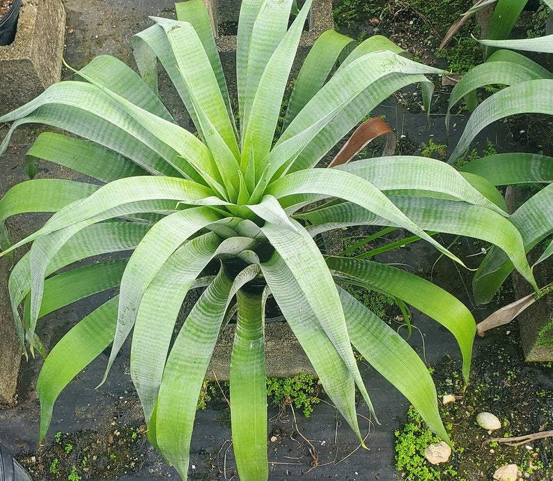 Alcantarea Odorata Bromeliad - Live Plant - Outdoor Grown - Unique Tropical Bromeliad for Home Decor and Landscaping