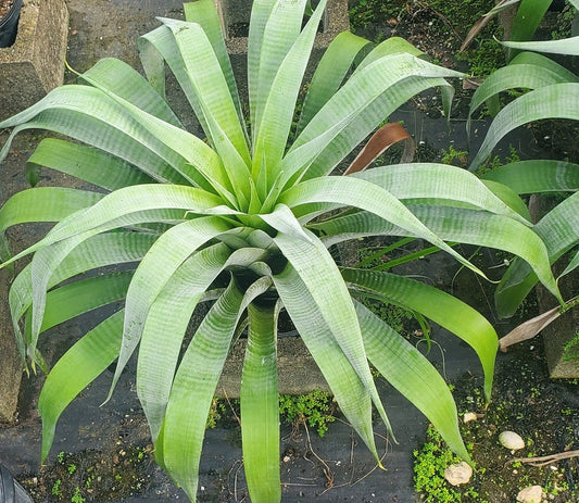 Alcantarea Odorata Bromeliad - Live Plant - Outdoor Grown - Unique Tropical Bromeliad for Home Decor and Landscaping
