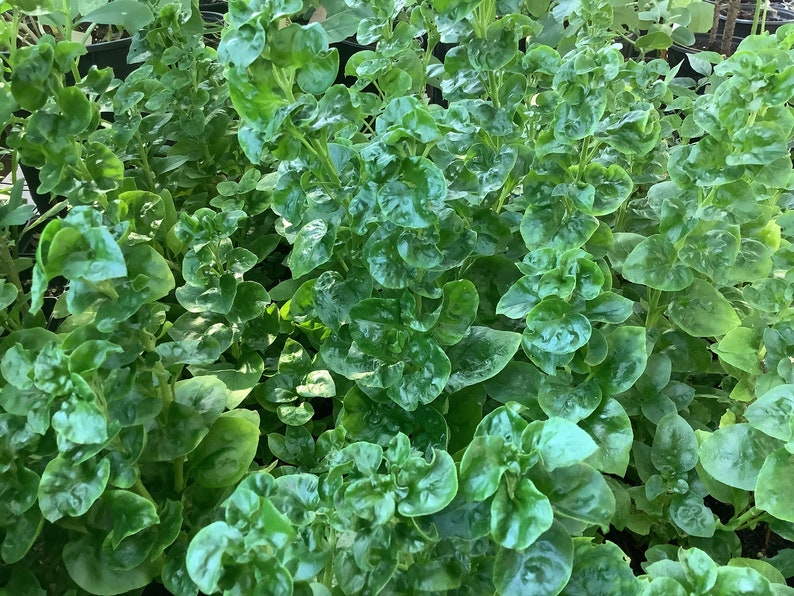 Sissoo Plant 2.5” Pot Brazilian Spinach Alternanthera sissoo Edible Perennial for Pots Garden