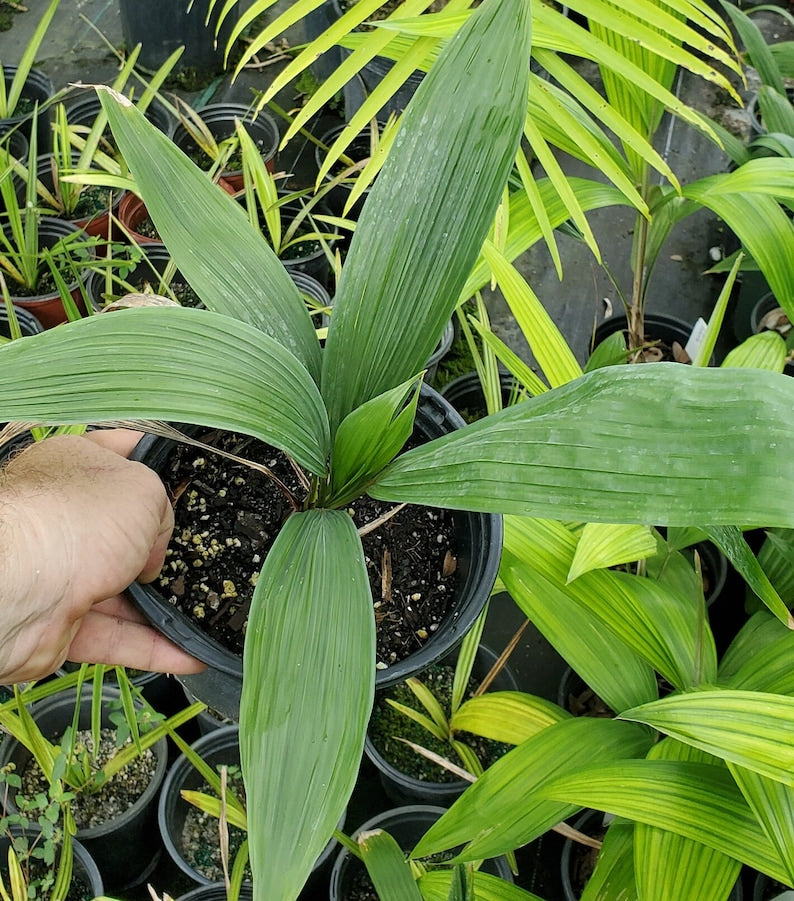 Cryosophila stauracantha Palm - Live Plant - Outdoor Grown - Rare Tropical Palm - Hardy Indoor/Outdoor Foliage Plant