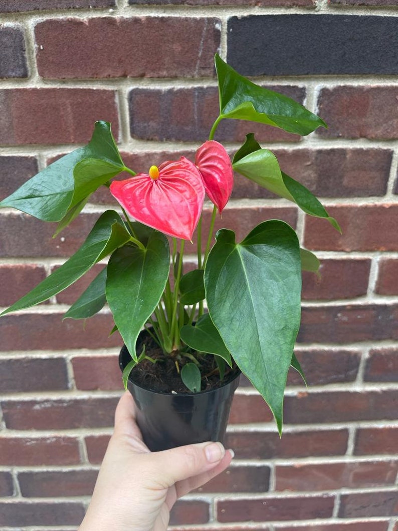 Anthurium Flowering Plant 4" Pot Red Spathes Flamingo Flower (Anthurium andraeanum) Easy Care Houseplant