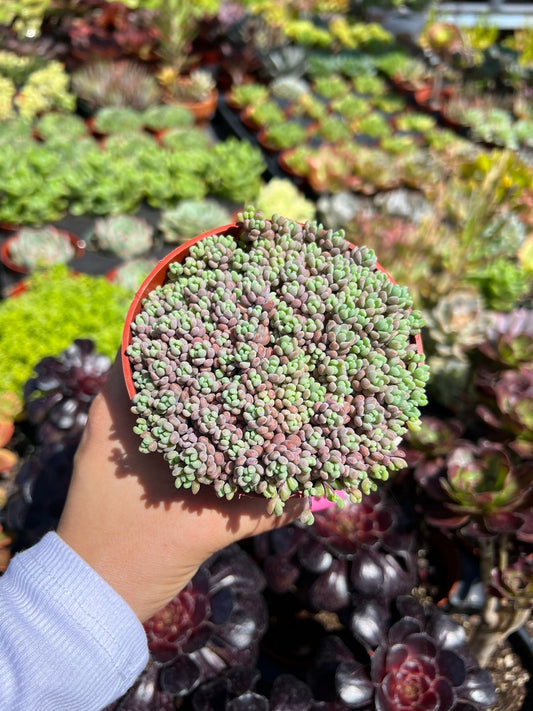 4” Sedum Dasyphyllum Minor, Live Houseplant, Purple Ground Cover, Sun-Loving Succulent, Perfect for Gardens and Containers