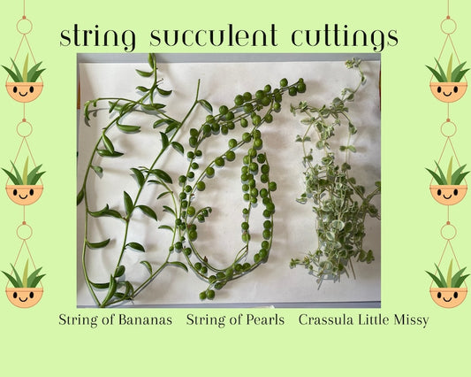 Succulent Cuttings Set - 6 Pieces String of Banana, String of Pearl, Crassula Little Missy - Senecio radicans, Senecio rowleyanus
