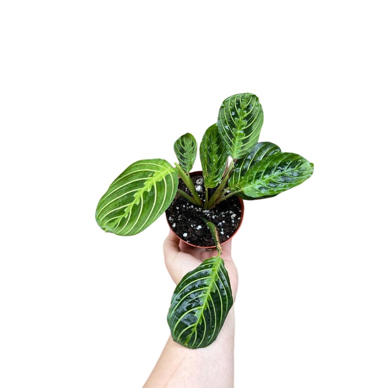 Live Lemon Lime Prayer Plant, 3" Nursery Pot, Maranta Leuconeura, Vibrant Green Foliage, Indoor Houseplant, Unique Leaf Pattern